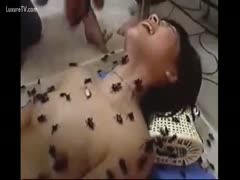 Cockroaches entering the Asian nasty slut wife's holes